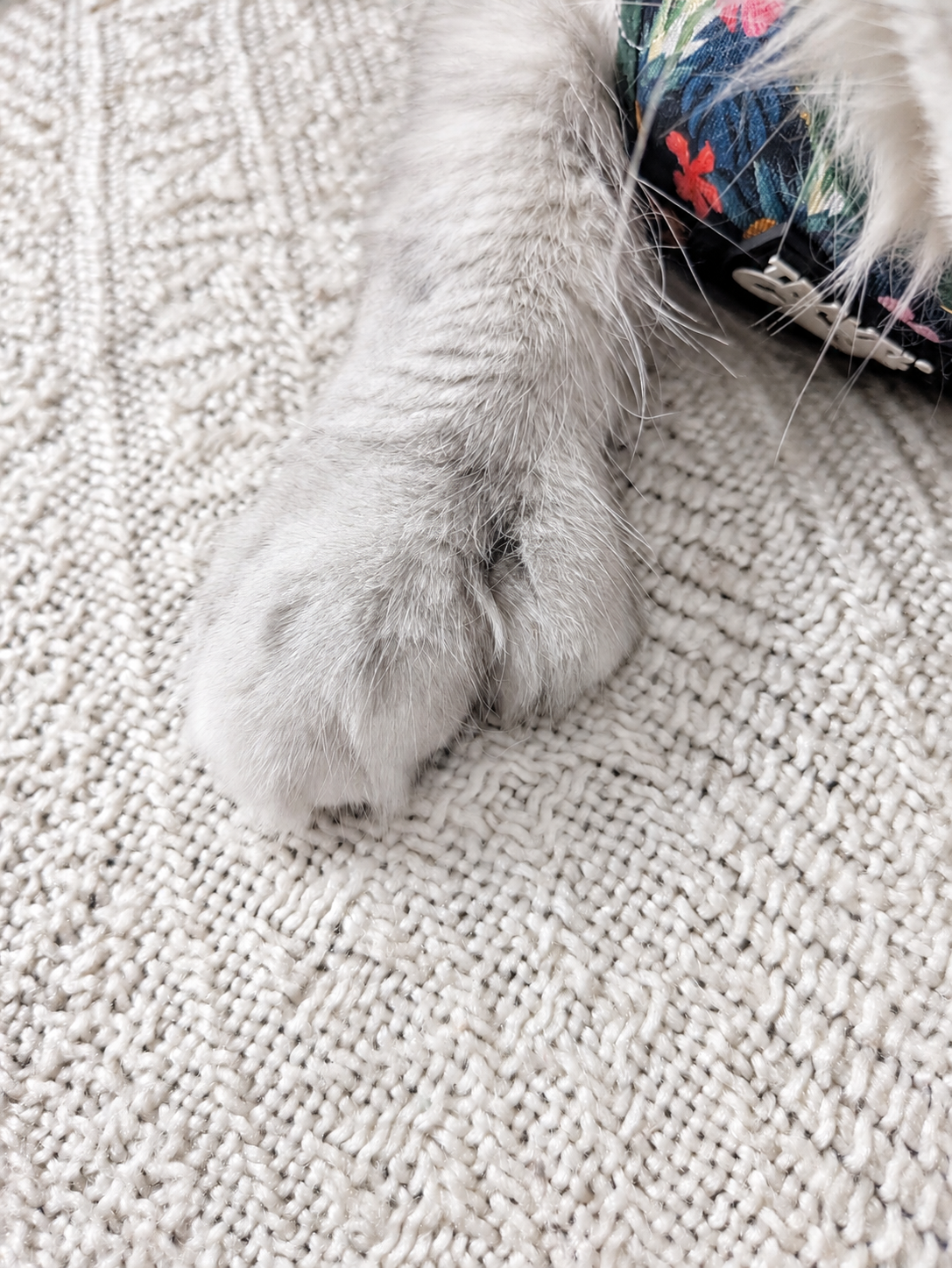 Patte polydactyle de Maine Coon
