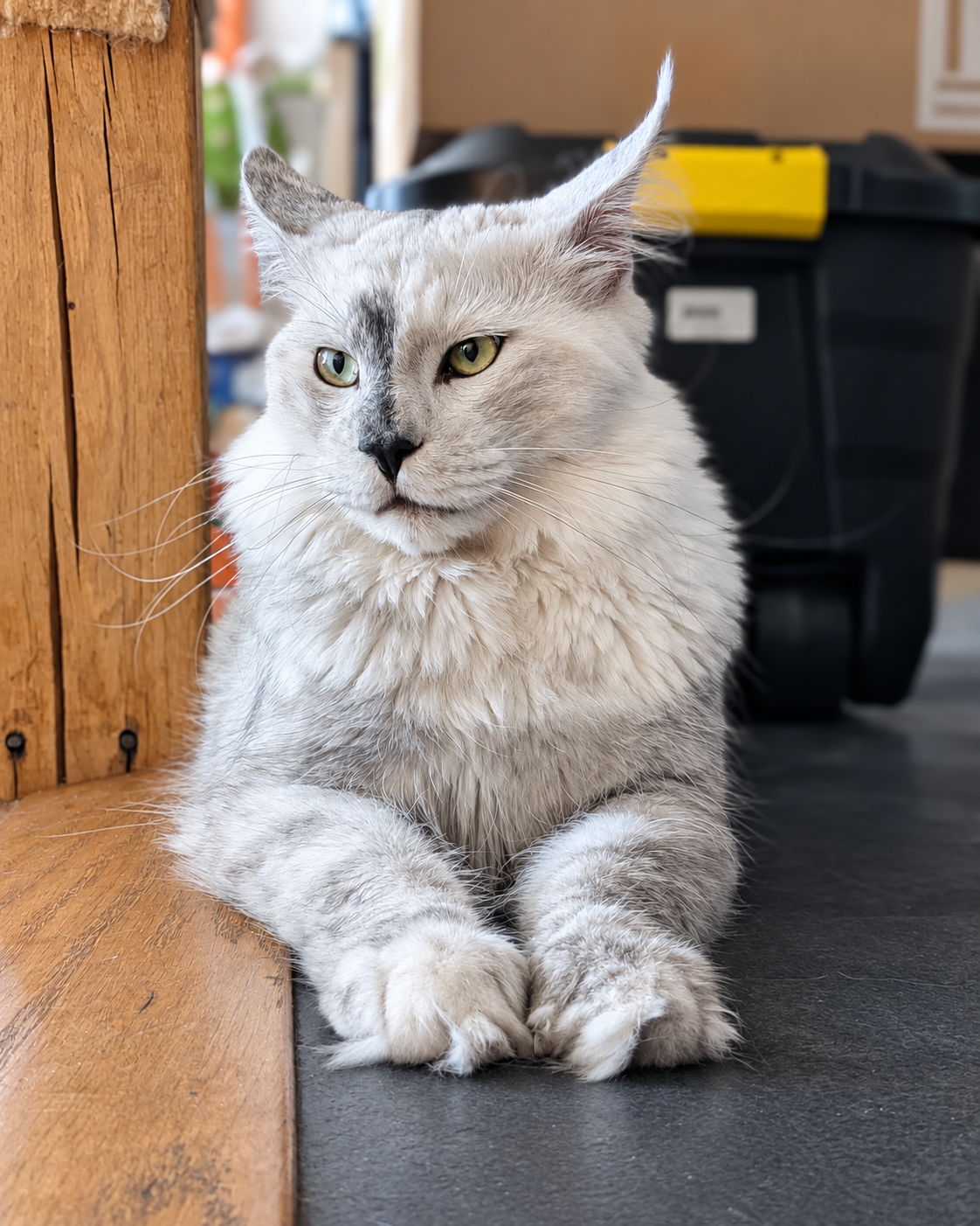 Aramis, Maine Coon mâle AirCooniCorn